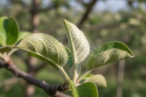 Zaštitite voćnjake od pepelnice