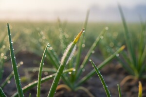 Zaštitite zimski luk od truleži i plamenjače