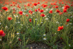 Zaštitite žitarice od korova!