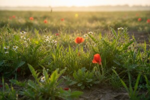 Zaštitite žitarice od korova!