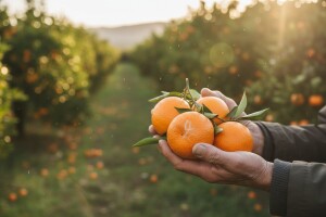 Zaštitna cijena mandarina 2.8 kuna
