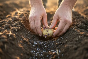 Zaštitna sredstva pri sadnji krumpira