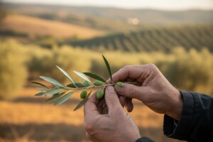 Zaštitna sredstva za nasade maslina