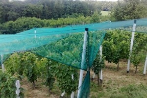 Protugradne mreže za vinograde i voćnjake