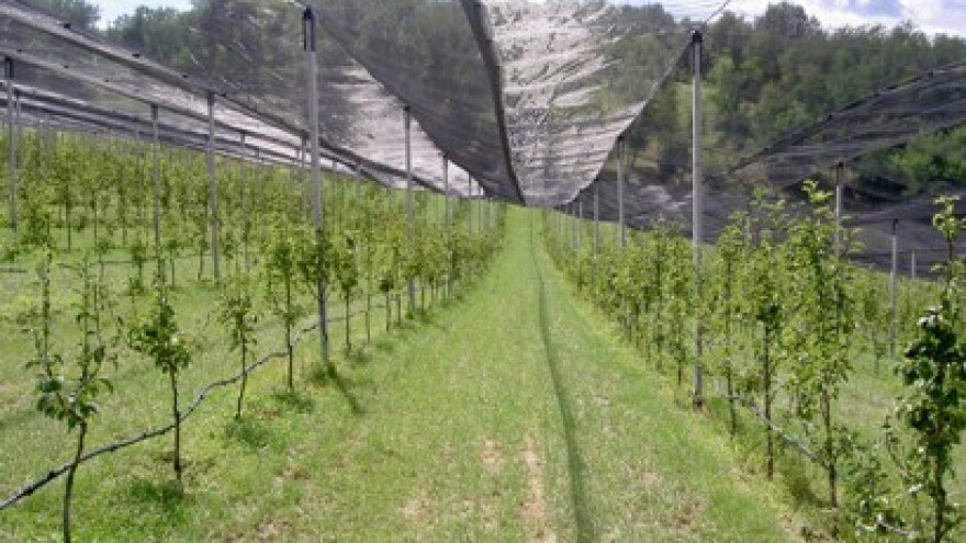 Jesenjska sadnja voćaka