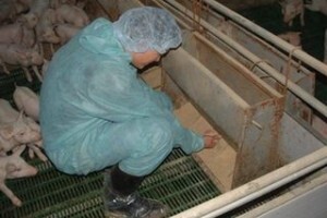 Radionica o biosigurnosti u proizvodnji svinja
