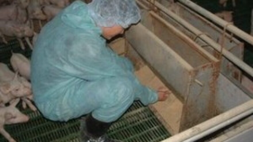 Radionica o biosigurnosti u proizvodnji svinja