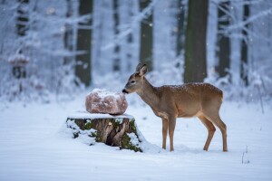Zašto je bitna sol u lovstvu?