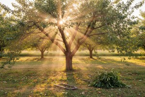 Zašto je obavezna ljetna rezidba trešanja?