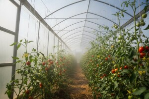 Zašto je važno provjetravanje plastenika?