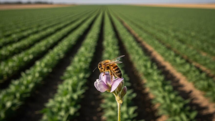 Zašto nestaju pčelinje zajednice?