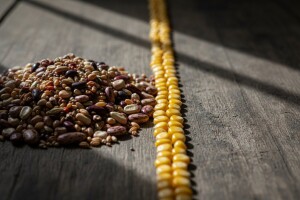 Zašto preferiramo određene sorte sjemena?