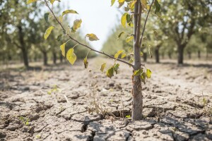 Zašto se voćke suše?