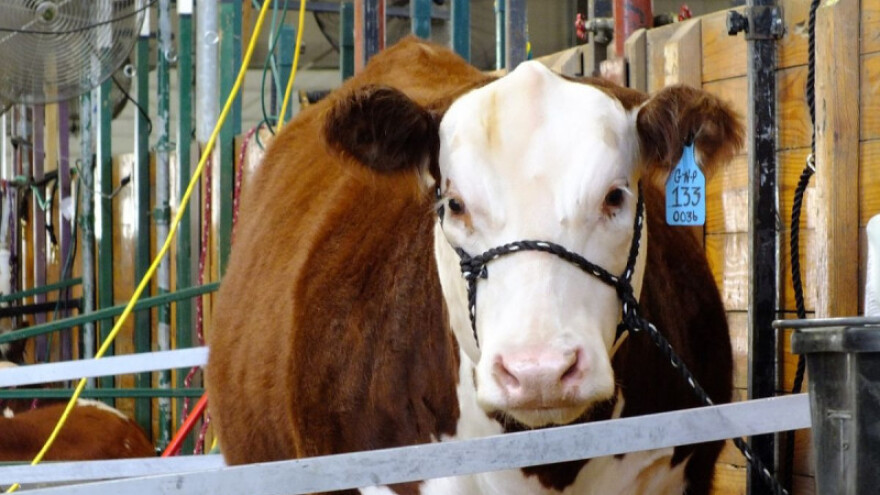 Zasušivanje vimena mliječnih krava