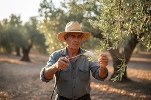 Zatrovanim mamcima protiv maslinine muhe