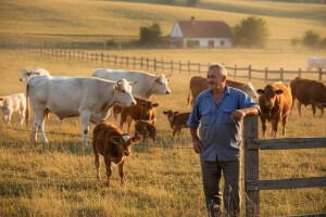 Zatvorio mesnicu i okrenuo se uzgoju goveda