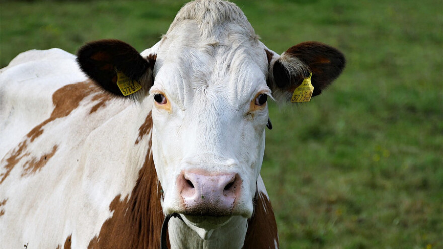 Turska će ulagati u preradu mlijeka, mesa i eksploataciju vode?
