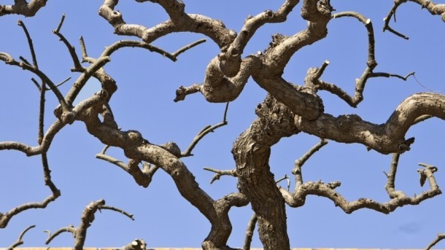 Krive šume su prava turistička atrakcija!