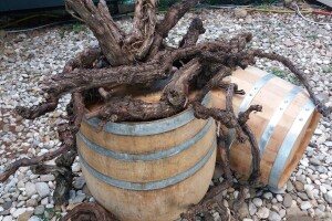100. godina Zavoda za vinogradarstvo i vinarstvo: Čuvari banke gena autohtonih sorti