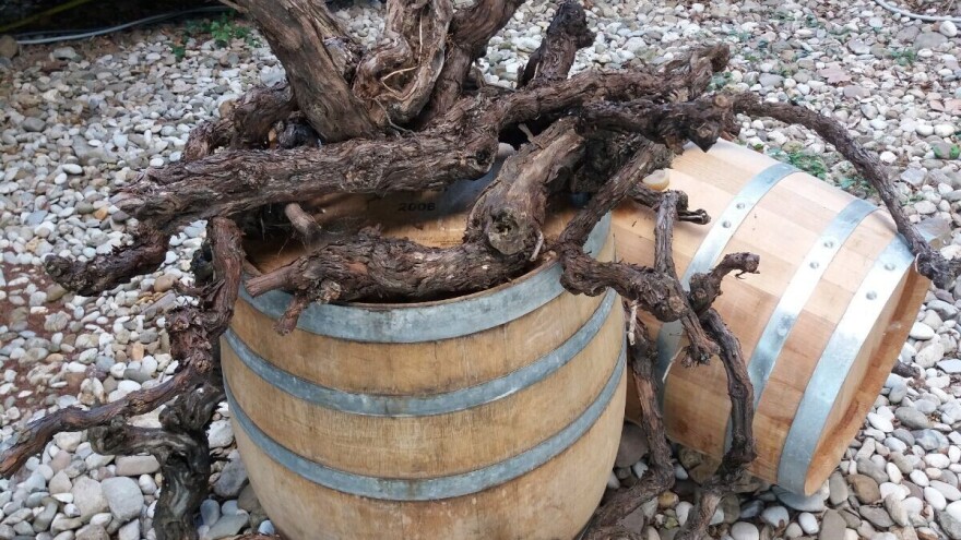 100. godina Zavoda za vinogradarstvo i vinarstvo: Čuvari banke gena autohtonih sorti