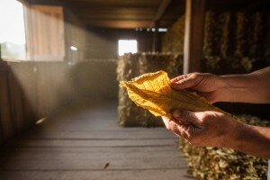 Završen otkup duhana u Podravini i Slavoniji