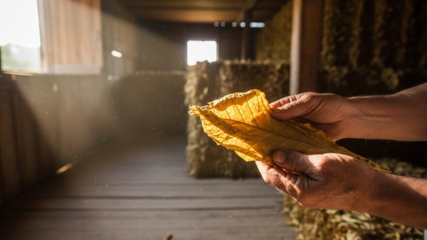 Završen otkup duhana u Podravini i Slavoniji
