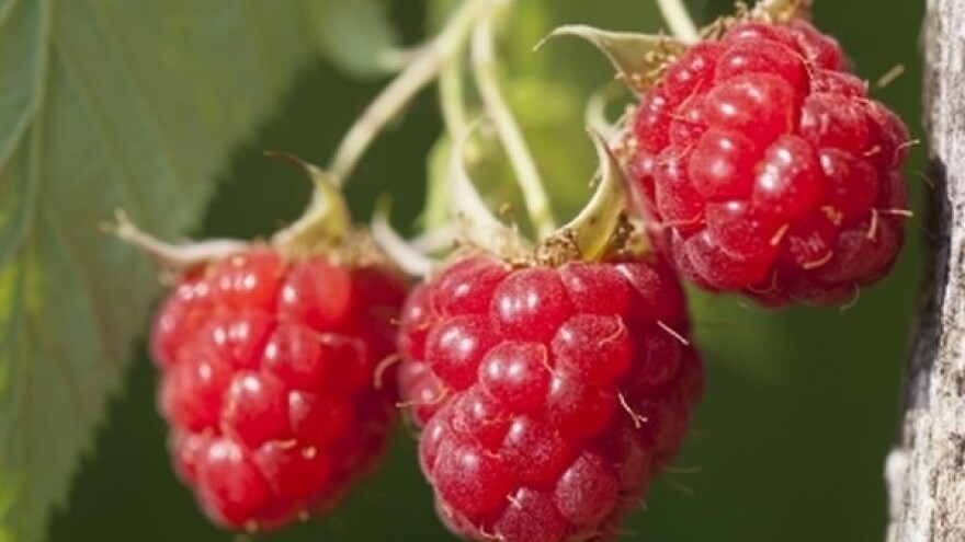 Završena berba malina - protesti ipak izostali