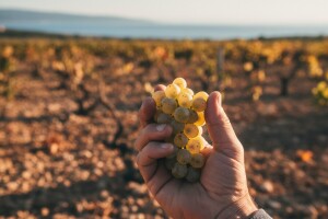 Završena berba na području Imotskog: grožđa 30 posto manje