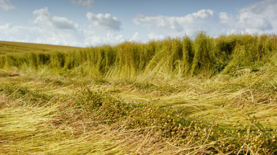 Završena žetva lana na poljima Bosanskog Petrovca