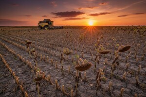 Završena žetva suncokreta