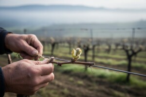 Završili s rezidbom i spremaju se za prskanja