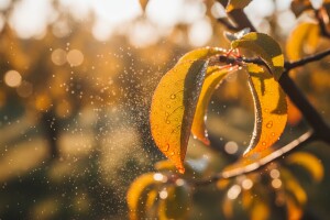 Završna folijarna gnojidba koštičavog voća