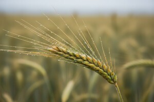 Završna zaštita klasja i vršnog lišća ozime pšenice!