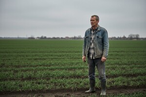 Zbog besparice redukovana prihrana pšenice