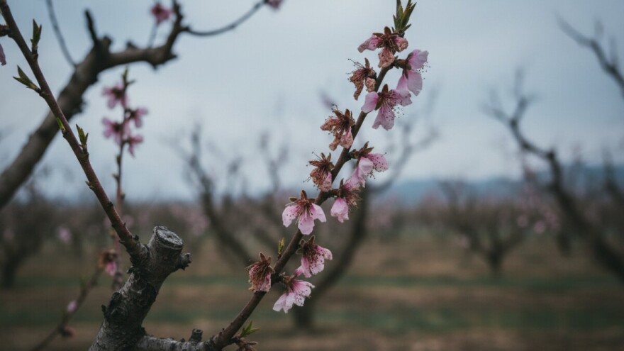 Zbog čega stradava koštičavo voće?