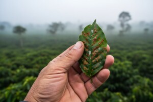 Zbog gljivične pošasti slijedi poskupljenje kave