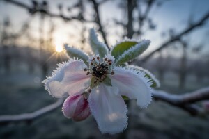 Zbog hladnoće i mraza ogromne štete u voćnjacima