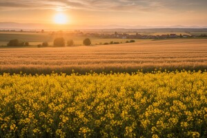 Zbog lošije zarade sije se manje pšenice