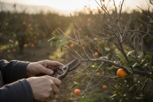 Zbog mrazeva i suše umjesto vagona tek sto kila mandarina