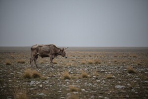 Zbog nedostatka hrane krave ugibaju u agoniji