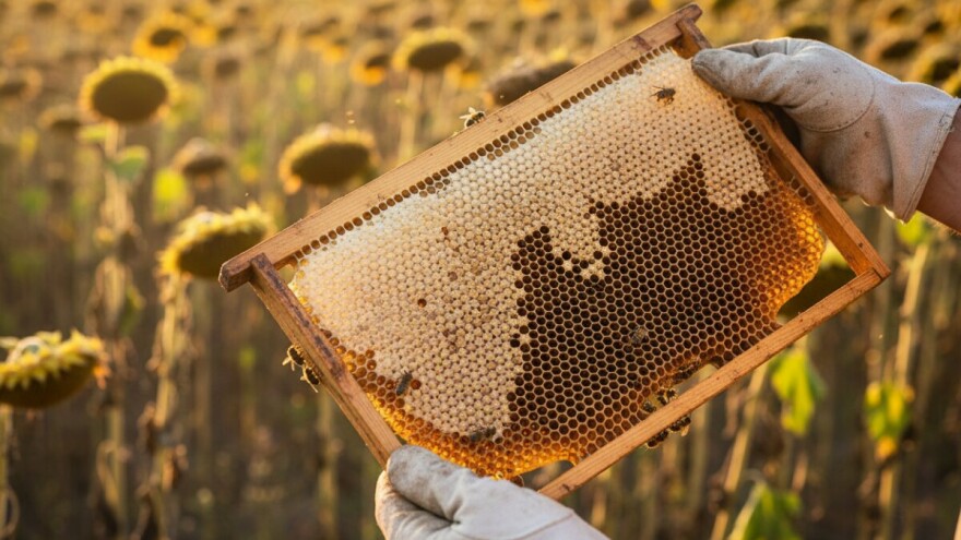 Zbog nestajanja pčela štete veće od 100 milijuna eura