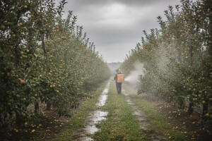 Zbog obilnih kiša ponoviti zaštitu jabuke i kruške!