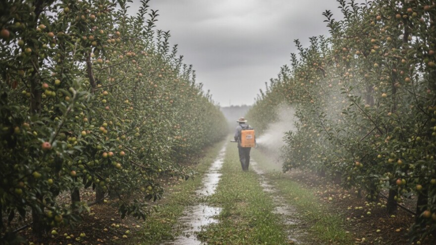 Zbog obilnih kiša ponoviti zaštitu jabuke i kruške!