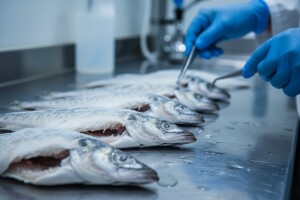 Zbog parazita s tržišta povučen španjolski oslić