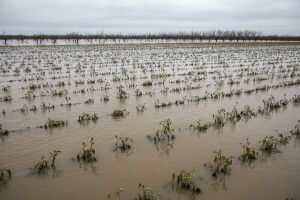 Zbog poplave uvoziti ćemo sirovine