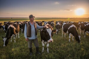 Zbog problema u mlekarstvu prodao krave