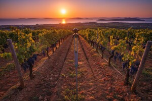Zbog rupe u zakonu vinogradi i maslinici na pladnju europskom kapitalu