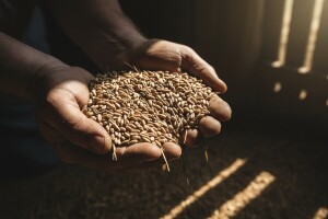 Zbog sjetve tavanuše trajni gubitak poticaja