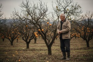 Zbog slabog uroda cijene mandarina lete u nebo?