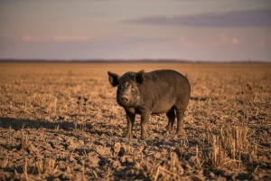 Zbog suše i visokih cijena sve manje svinjskog uzgoja